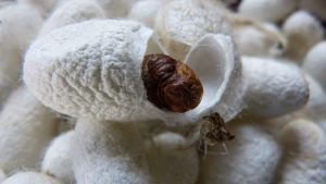 cocoon, silkworm, silk